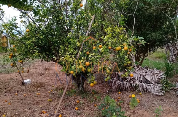 Terreno  para venda- Goianá/MG