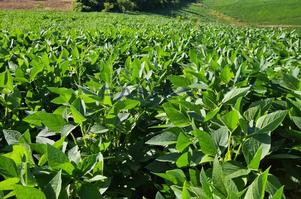 ÁREA RURAL PRODUTIVA EM SANTO ANTÔNIO DO SIEMENS, CAPANEMA 