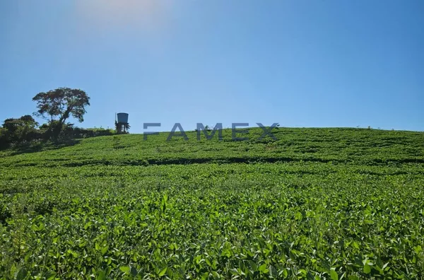 ÁREA RURAL PRODUTIVA EM SANTO ANTÔNIO DO SIEMENS, CAPANEMA 