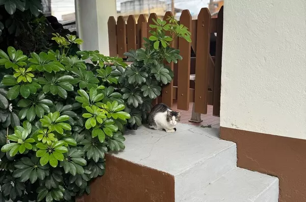 Casa para venda, 2 quarto(s),  Jardim Nordeste, São Paulo