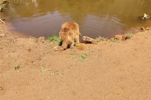 VENDE-SE TERRENO C/14 ALQUEIRES E MEIO. 