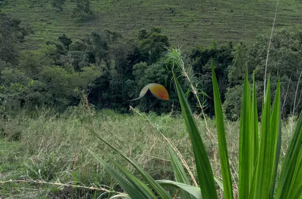 VENDO ÓTIMO TERRENO EM PIRANGUÇU