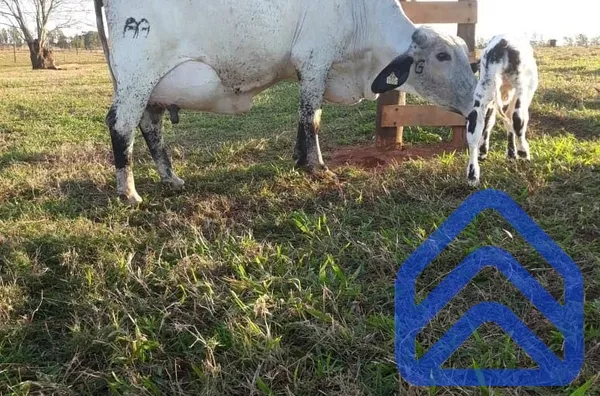 Fazenda 78 Alqueires em Alto Paraná | Porteira Fechada e Irrigada