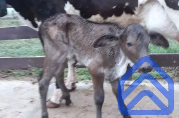 Fazenda 78 Alqueires em Alto Paraná | Porteira Fechada e Irrigada