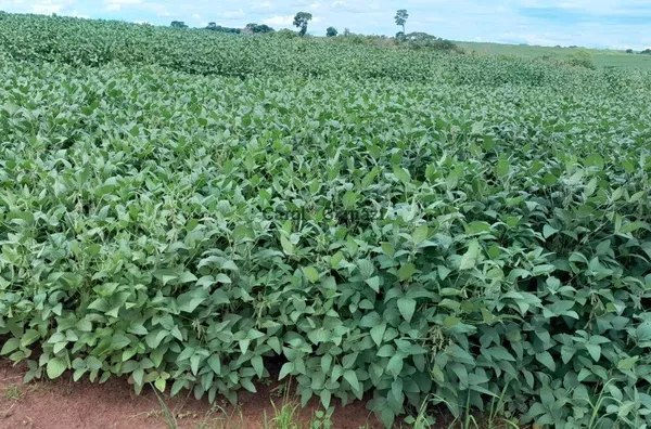 TE954 - PROPRIEDADE RURAL A VENDA NA REGIÃO DE QUATÁ