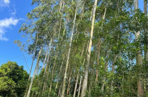 Sítio para venda,  Linha 28, Três Coroas