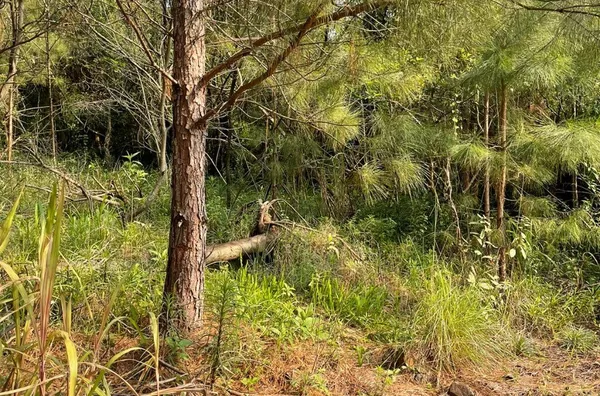 Terreno para venda,  Linha 28, Três Coroas