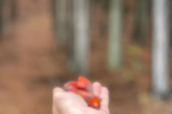 Fazenda para venda,  Matemático, Jaquirana