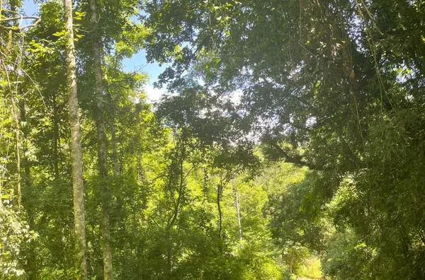 Sítio para venda,  Linha Café Baixa, Três Coroas