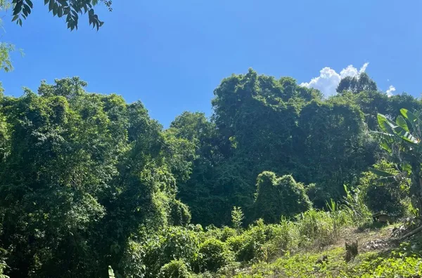 Sítio para venda,  Linha Café Baixa, Três Coroas