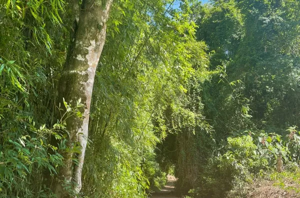 Sítio para venda,  Linha Café Baixa, Três Coroas