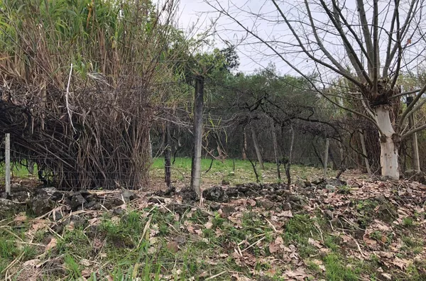 Sítio para venda, 4 quarto(s),  - Selecione - Bairro, Canela