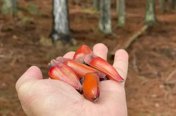 Fazenda para venda,  Matemático, Jaquirana