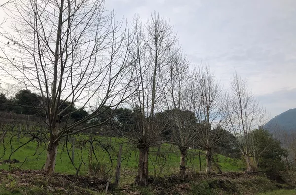Sítio para venda, 4 quarto(s),  - Selecione - Bairro, Canela