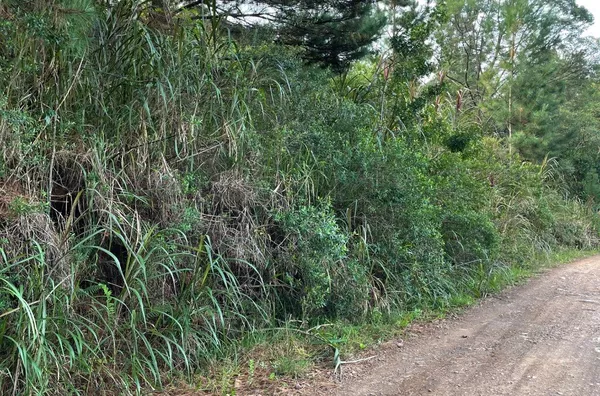 Sítio para venda,  Batingueira, Figueira, Três Coroas/RS
