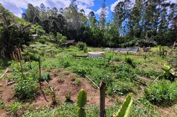 Sítio para venda, Linha Café Baixa, Três Coroas - Foto 12