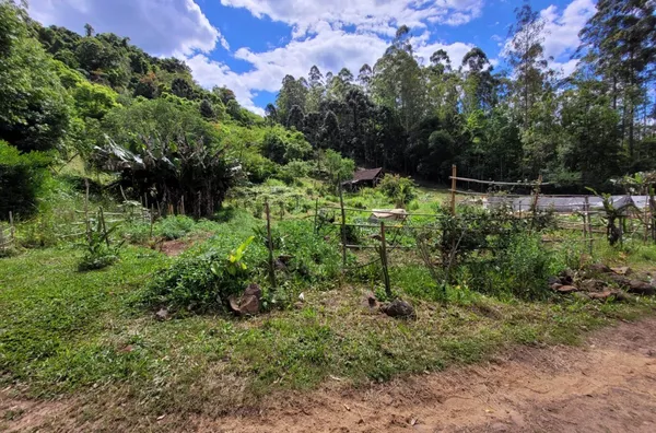 Sítio para venda, Linha Café Baixa, Três Coroas - Foto 27