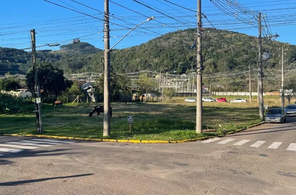 Terreno para venda,  Centro, Três Coroas