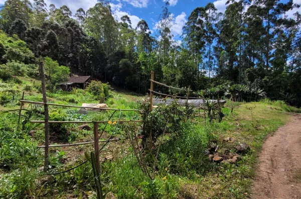 Sítio para venda, Linha Café Baixa, Três Coroas - Foto 24