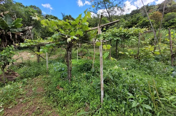 Sítio para venda,  Linha Café Baixa, Três Coroas