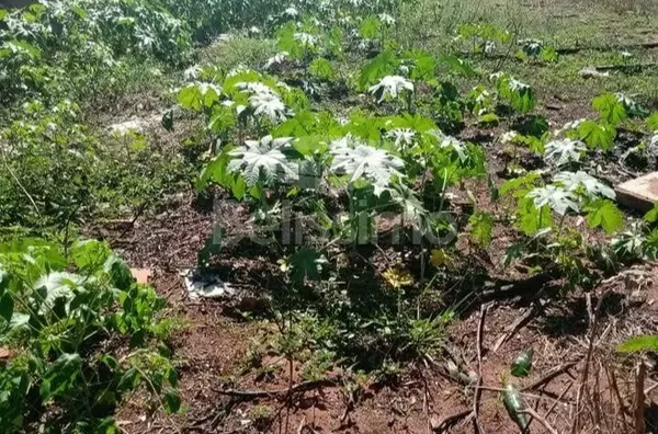 Terreno para venda, Jardim Planalto, Três Lagoas - Foto 2