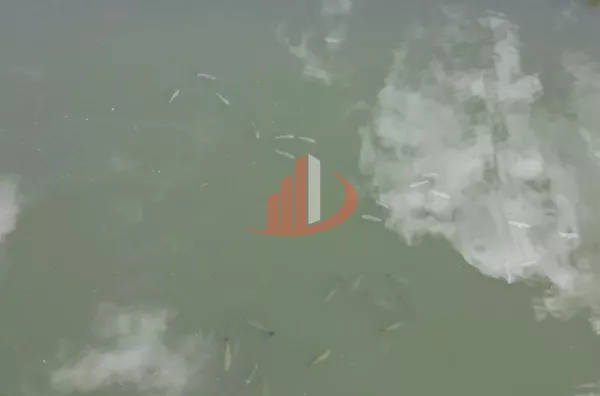 CHÁCARA DE 28 MIL m² À VENDA EM PATO BRANCO/PR - Foto 24