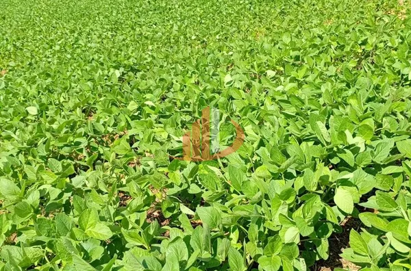FAZENDINHA A VENDA PRÓXIMA A PATO BRANCO/PR - Foto 5