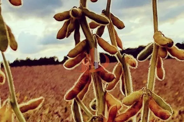 FAZENDA EM PALMAS NO PARANÁ - Foto 13