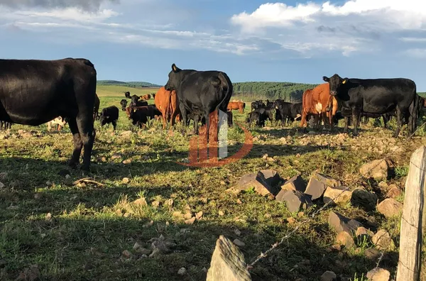 FAZENDA COM 205 HECTARES, REGIÃO DO HORIZONTE, SUDOESTE DO PARANÁ - Foto 7