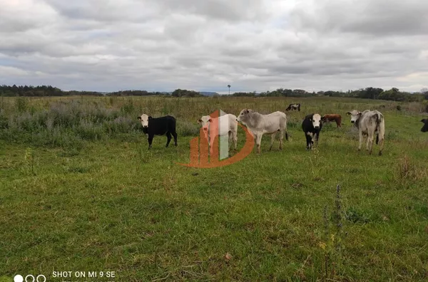Fazenda para Venda em Campo Erê / SC no bairro Zona Rural - Foto 6