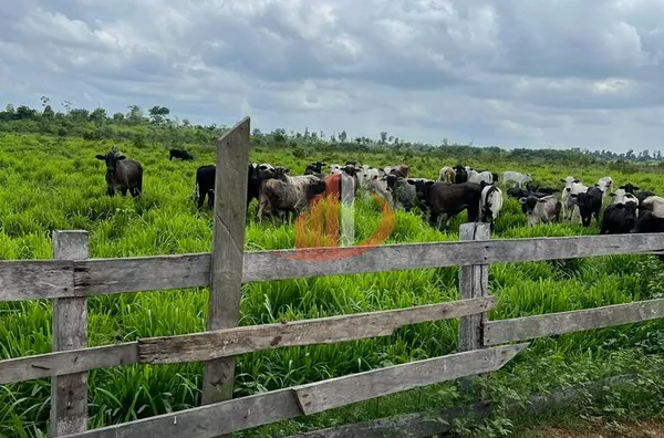FAZENDA PARA ARRENDAMENTO EM TAILÂNDIA NO PARÁ (LEIA A DESCRIÇÃO)