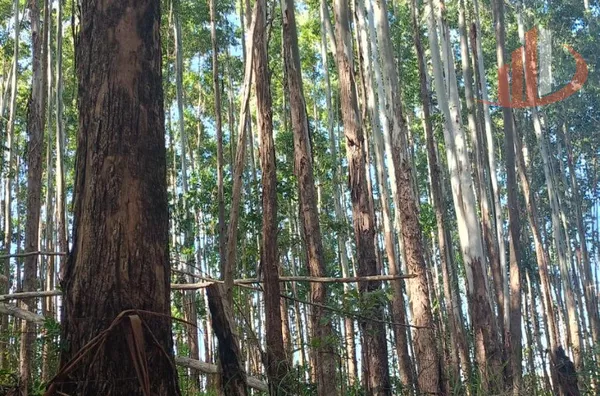 FAZENDA COM 189 ALQUEIRES A VENDA