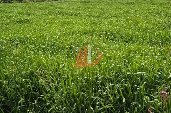 ARRENDAMENTO DE FAZENDA COM 323 ALQUEIRES EM SANTA CATARINA - Foto 9