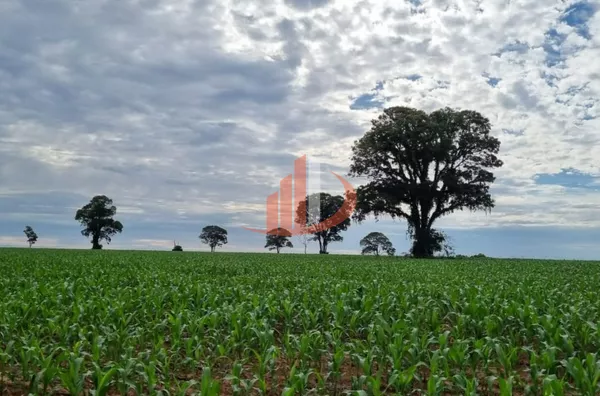 FAZENDA COM 400 ALQUEIRES (LEIA A DESCRIÇÃO) - Foto 6