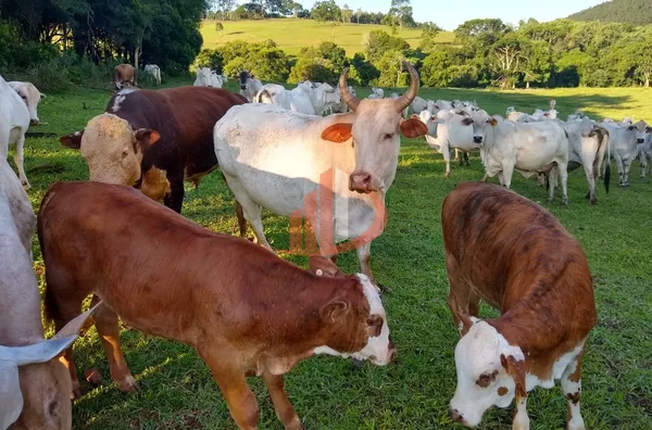FAZENDA COM 24 ALQUEIRES EM PATO BRANCO/PR - Foto 20