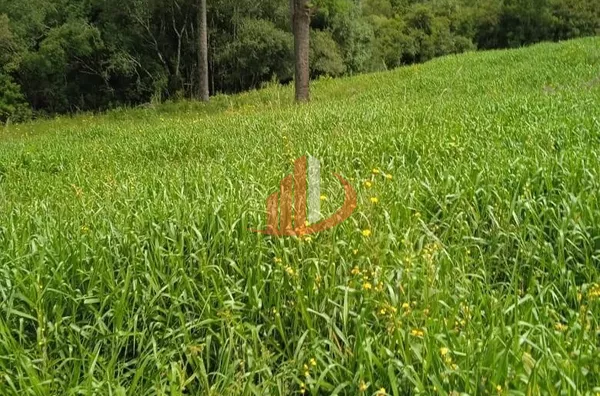 ARRENDAMENTO DE FAZENDA COM 323 ALQUEIRES EM SANTA CATARINA - Foto 10