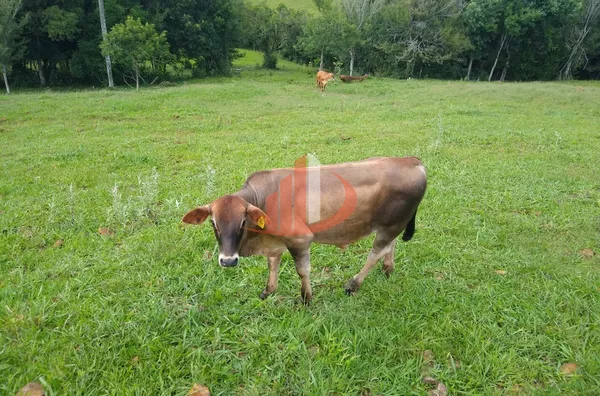 FAZENDA COM 24 ALQUEIRES EM PATO BRANCO/PR - Foto 9