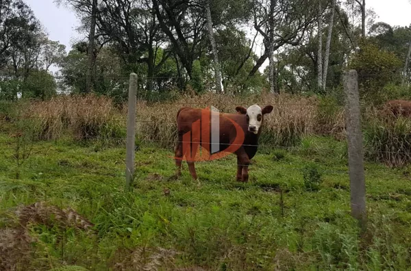 FAZENDA 200 ALQUEIRES REGIÃO SUDOESTE DO PARANÁ - Foto 3