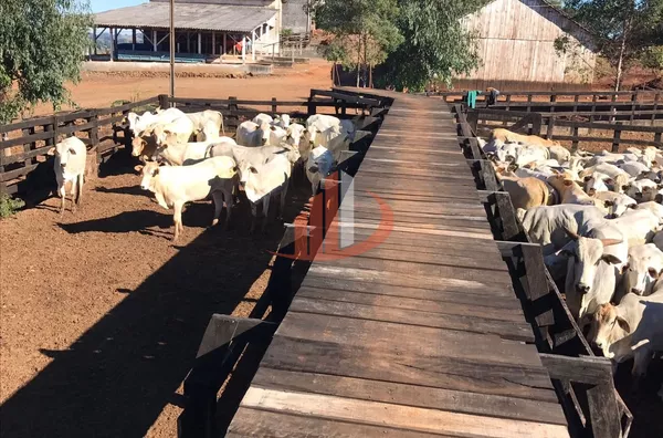 FAZENDA COM 1.234,62 HECTARES DE ALTA RENTABILIDADE! - Foto 14