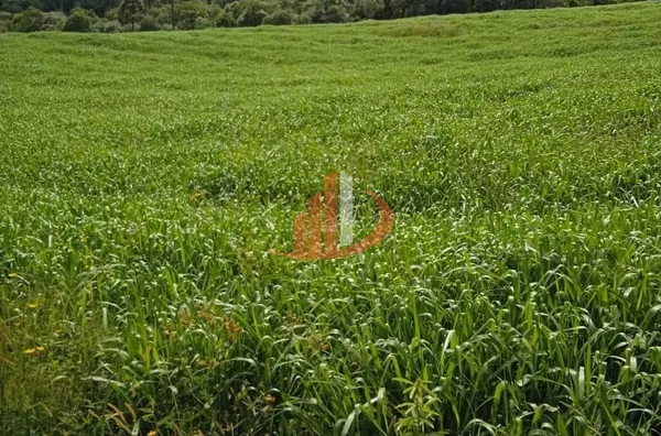 ARRENDAMENTO DE FAZENDA COM 323 ALQUEIRES EM SANTA CATARINA - Foto 11