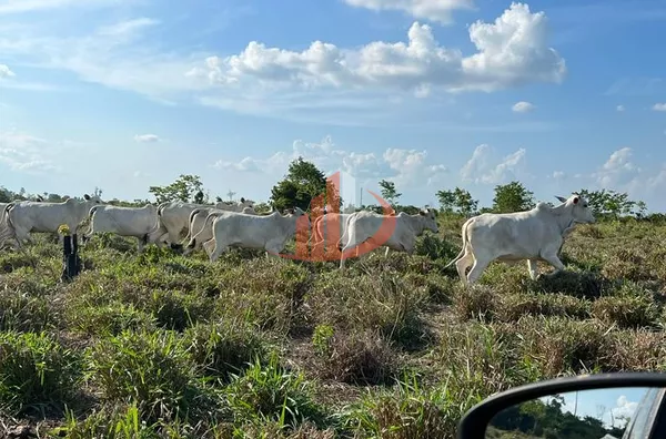 FAZENDA PARA ARRENDAMENTO EM TAILÂNDIA NO PARÁ (LEIA A DESCRIÇÃO)