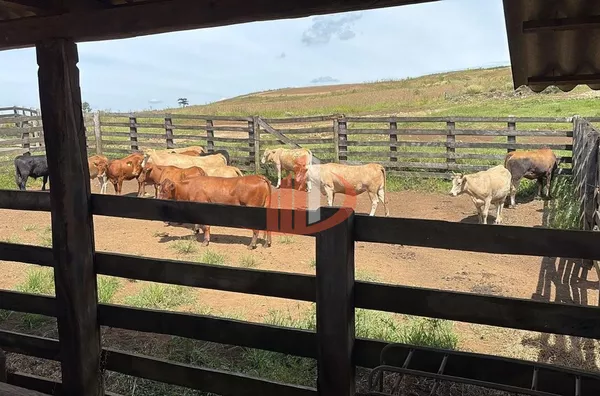 ARRENDAMENTO DE FAZENDA COM 323 ALQUEIRES EM SANTA CATARINA - Foto 3