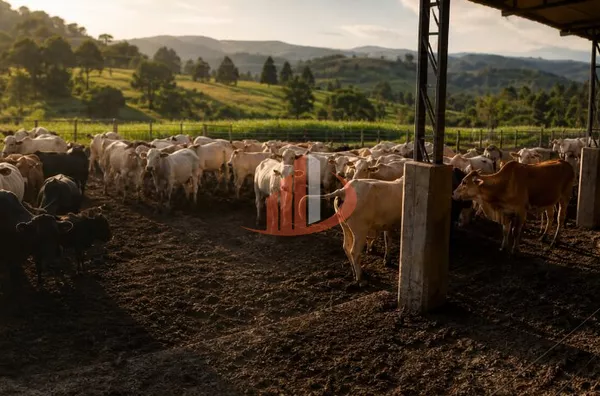 CONFINAMENTO E ÁREA AGRÍCULA PARA ARRENDAMENTO - Foto 4
