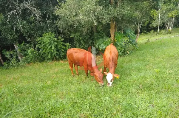 FAZENDA COM 24 ALQUEIRES EM PATO BRANCO/PR - Foto 11