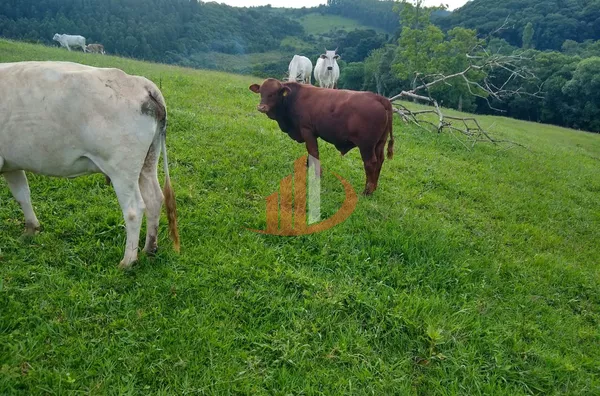 FAZENDA COM 24 ALQUEIRES EM PATO BRANCO/PR - Foto 12