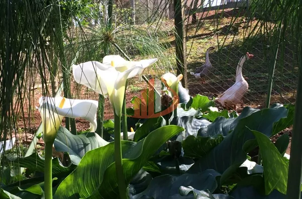 CHÁCARA PARA VENDA COM LOCALIZADA EM PATO BRANCO/PR - Foto 21