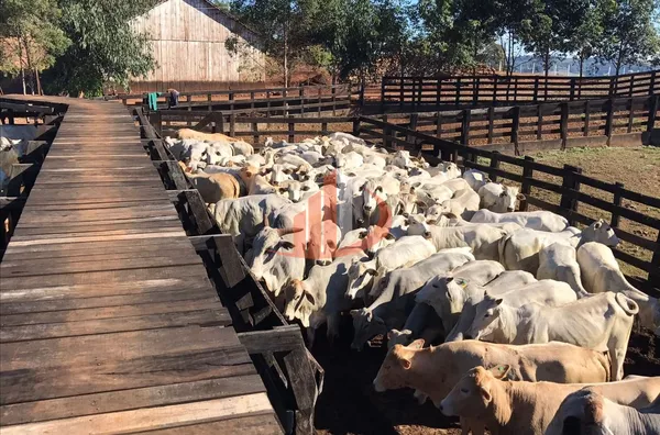 FAZENDA COM 1.234,62 HECTARES DE ALTA RENTABILIDADE! - Foto 12