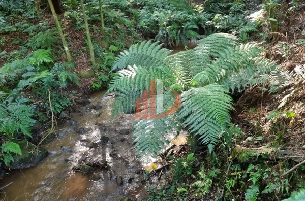 CHACARA PARA VENDA EM PATO BRANCO - Foto 19