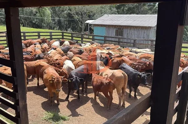 ARRENDAMENTO DE FAZENDA COM 323 ALQUEIRES EM SANTA CATARINA - Foto 5
