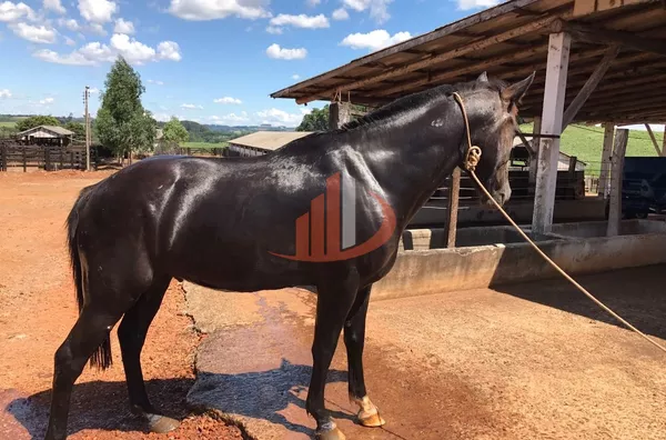 FAZENDA COM 1.234,62 HECTARES DE ALTA RENTABILIDADE!
